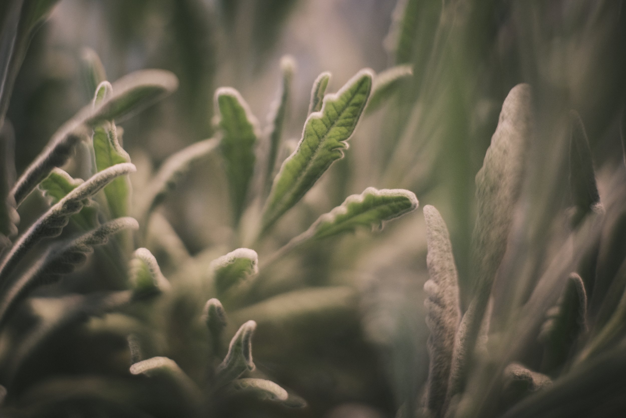 Dreamy Little Fuzzies