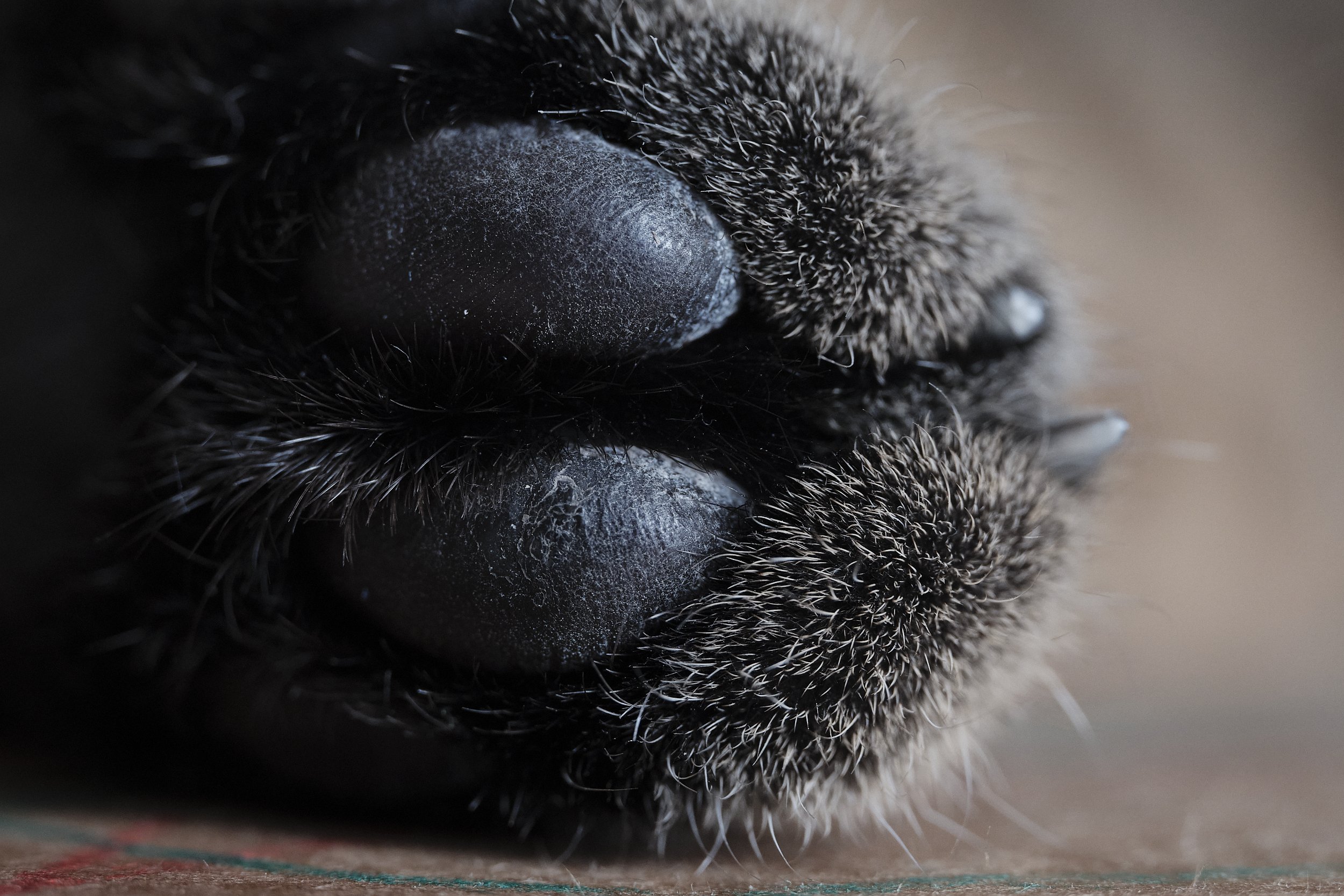 Cat Paw