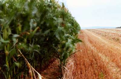 Mais Im Wind by Erik