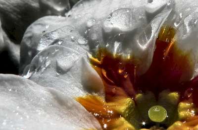 Zweiter FrüHling by Erik