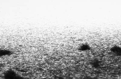 Hairy Migration: DONE! by Erik