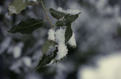 Winter Green by Erik