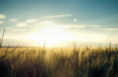 Fields Of Gold by Erik