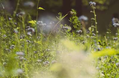 Wild Flowers by Erik