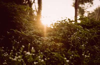 Getting Deeper Into The Jungle by Erik