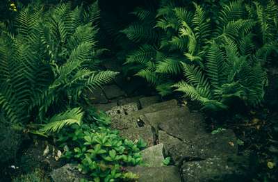 Ferns by Erik