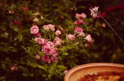 Roses by Erik