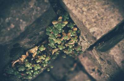 Difficult Growth by Erik