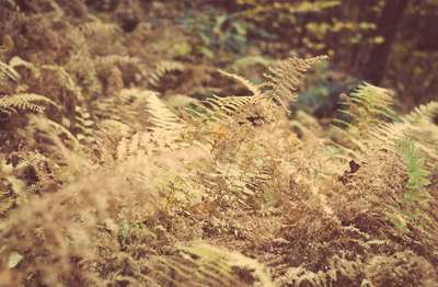 Fall Fern by Erik
