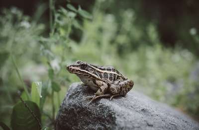 Rodrick Ribbit by Erik