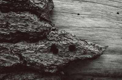 The Trees Have Eyes by Erik