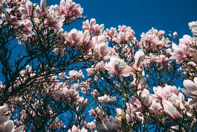 Magnolia Tree by Jens