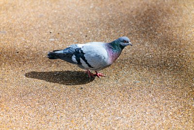 Pigeon by Jens