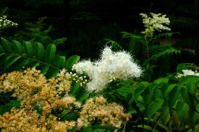 Chicago Botanical Garden by Erik