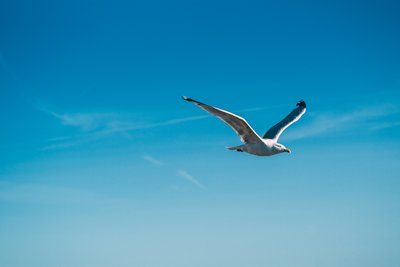Seagull by Jens