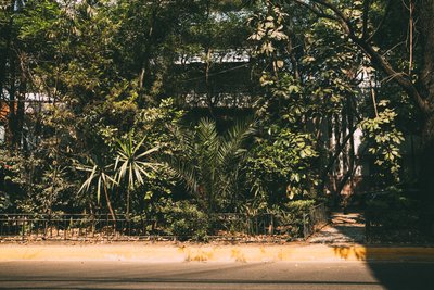 Roadside Condesa by Erik