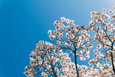 Magnolia Tree by Jens