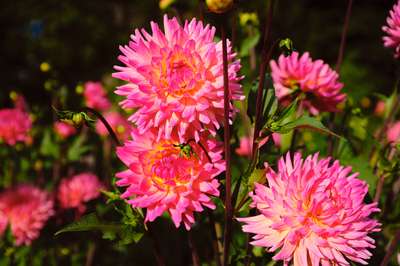 Dahlias by Erik