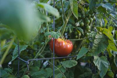 Gary's Tomatoes by Erik