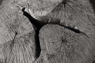 Weathered Stump by Erik