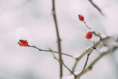 Snow Berry by Jens