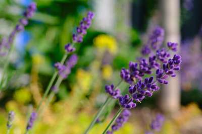 Fuzzy Lavender by Erik