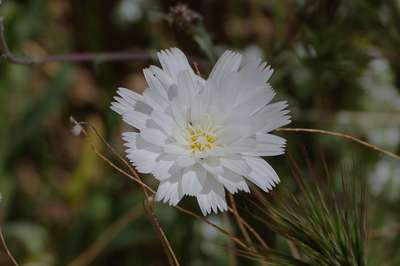 California Flower by Erik