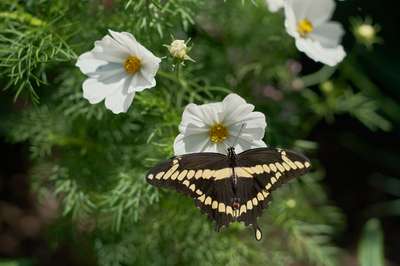 Giant Swallowtail by Erik