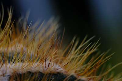 Cactus Spines by Erik