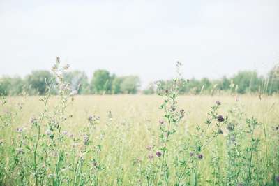 Wild Flowers by Erik