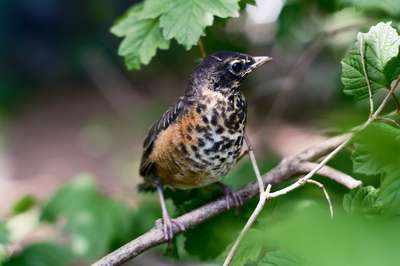Juvenile American Robin by Erik