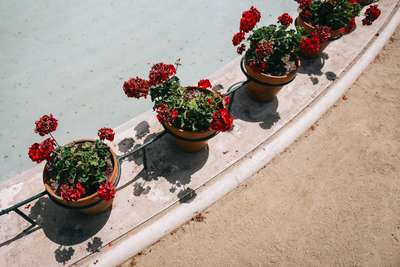 Heat Stroked Flowers by Jens