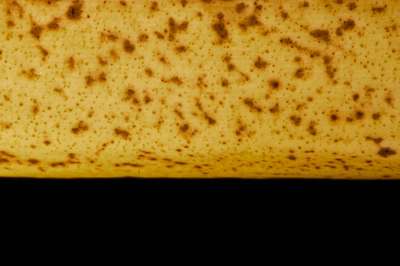 Musa Paradisiaca by Erik