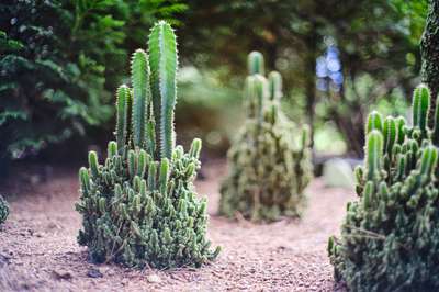 Fairy Castle Cacti by Erik