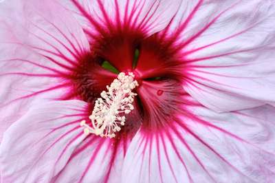 Hibiscus by Erik