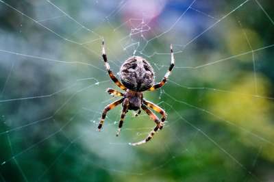 Spooky Season by Erik