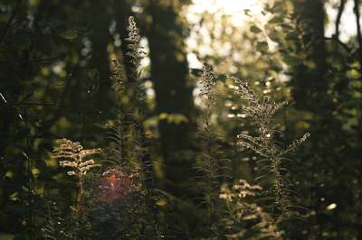 Autumn Detail by Erik