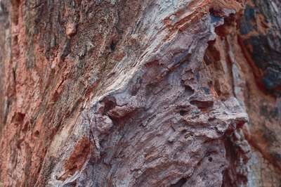 Dead Tree, False Color by Erik