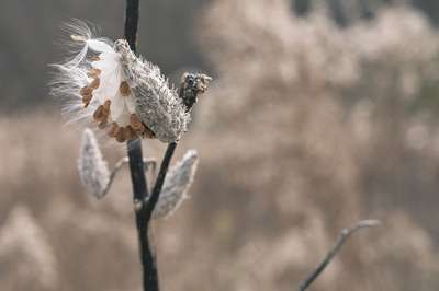 Coma Of Milkweed Seed Pod by Erik