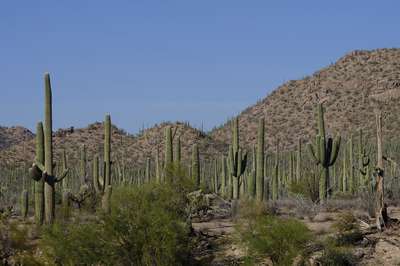 Saguaro National Park by Erik