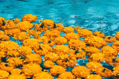 Flower In The Water by Jens