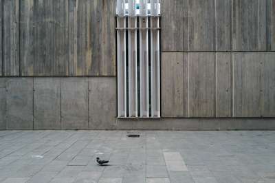 Pigeon Walk by Jens