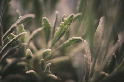 Dreamy Little Fuzzies by Erik