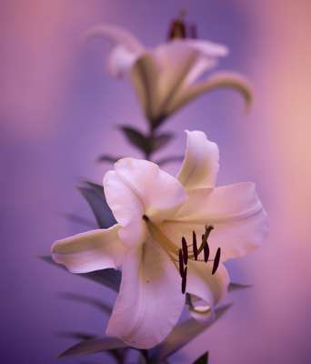 Backyard Beauty by Erik