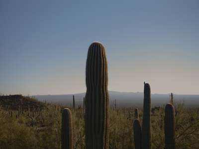 Bird On Saguaro by Erik