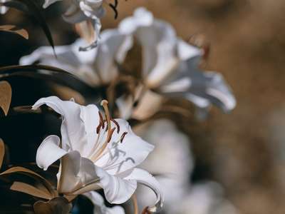 Giant Lilies by Erik