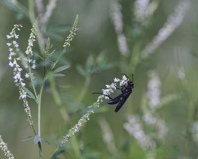 Great Black Wasp by Erik