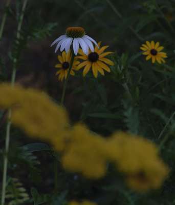 Macro