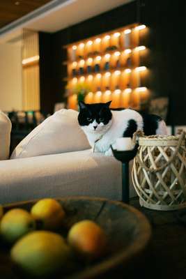Sofa Cat by Jens