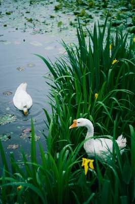 Goose by Jens